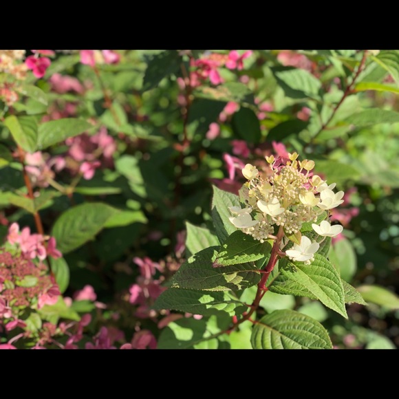 Meet your Posher, Amber - Picture 1 of 1